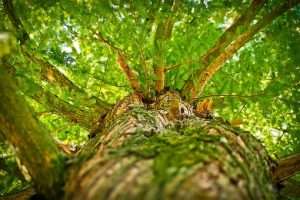 Arbol cenital