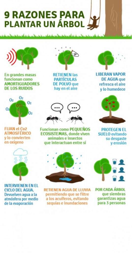 9 razones para plantar un árbol